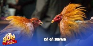 Đá gà Sunwin